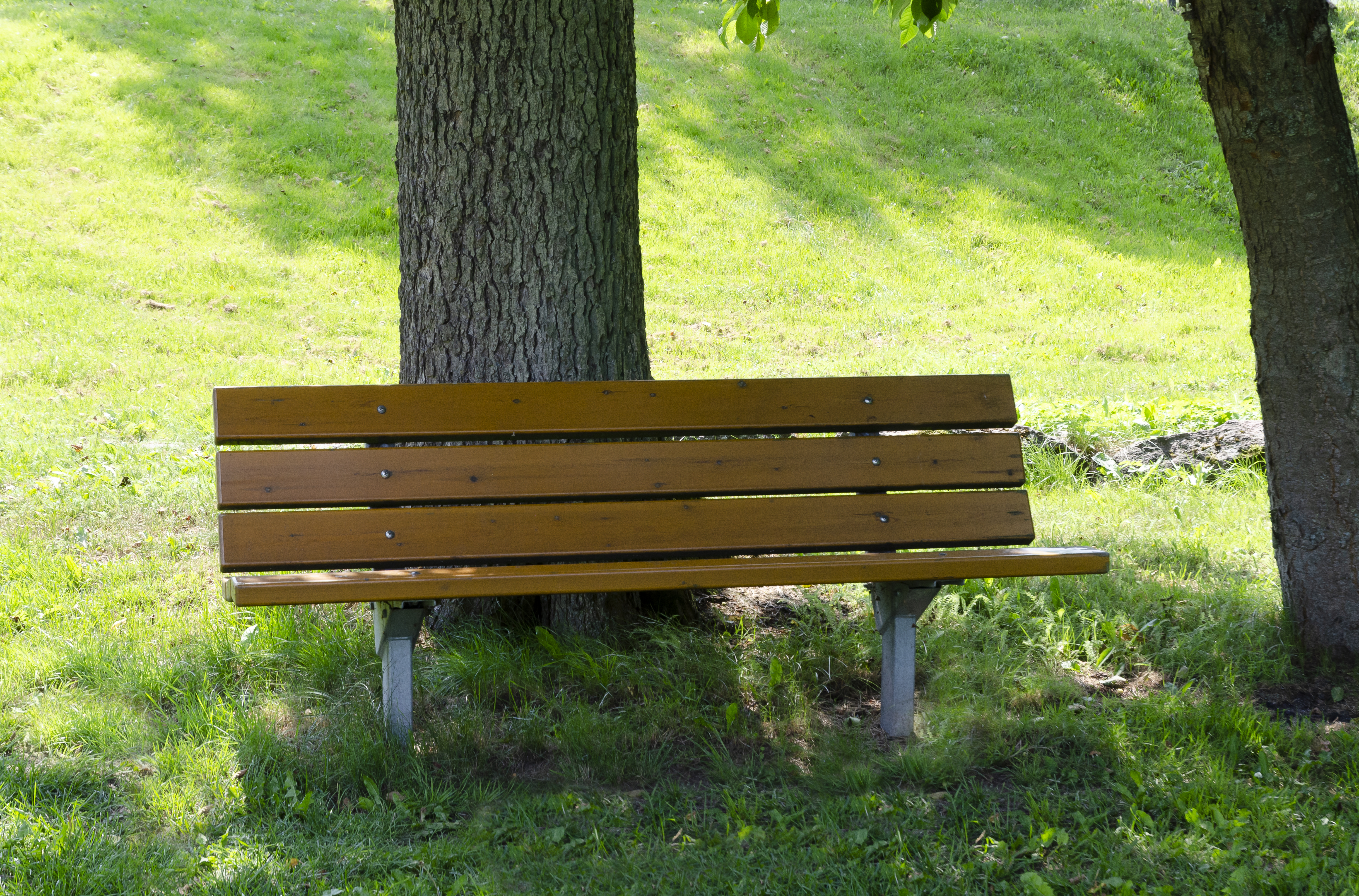 Park Bench Djurgarden 